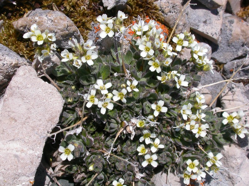 Grayleaf Draba photo 6