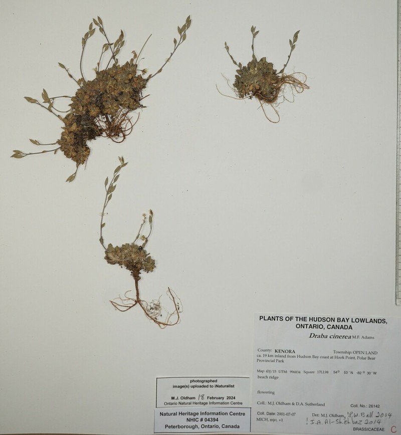 Grayleaf Draba photo 7