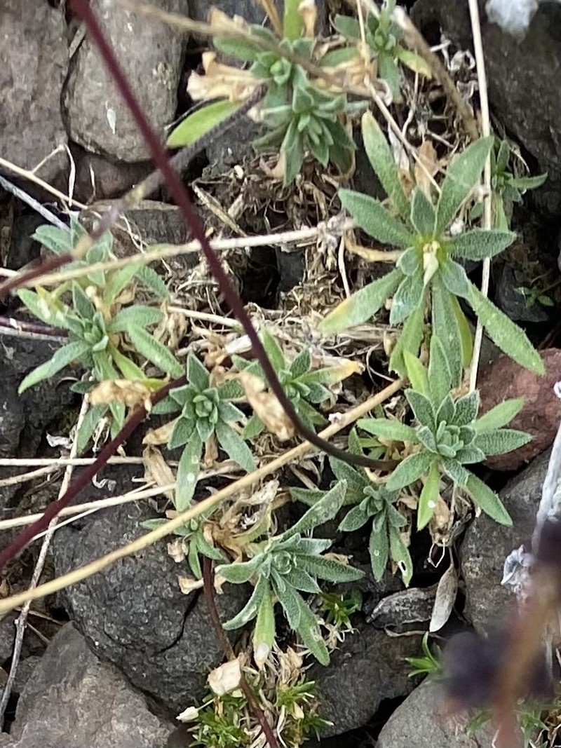 Grayleaf Draba photo 8