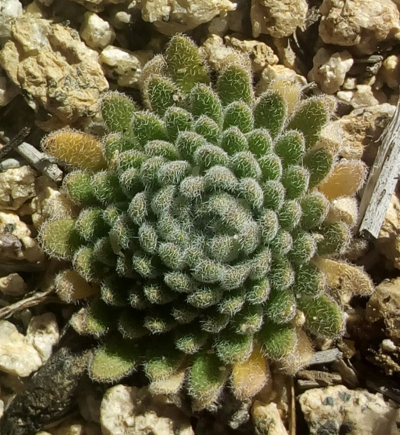 Southern California Draba