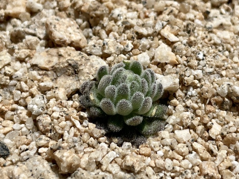 Southern California Draba