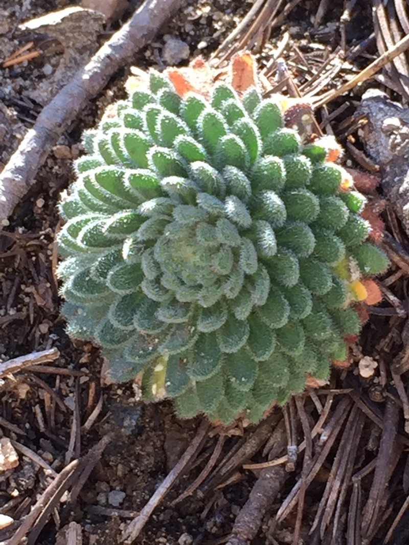 Southern California Draba photo 2