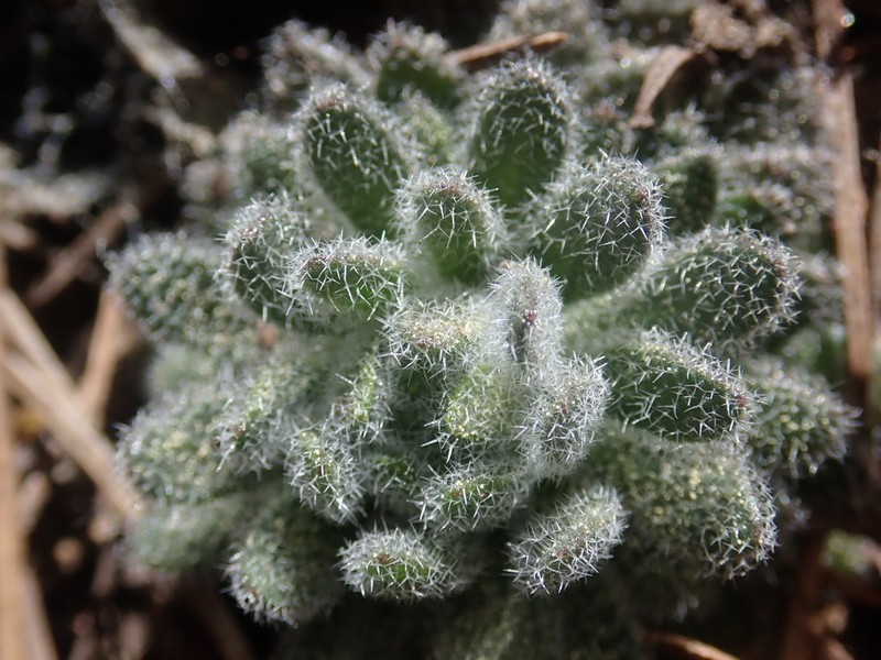Southern California Draba photo 3