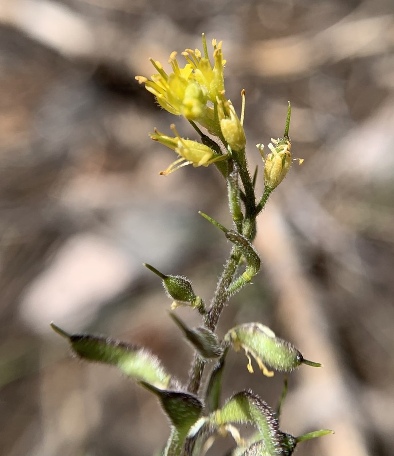 Southern California Draba photo 4