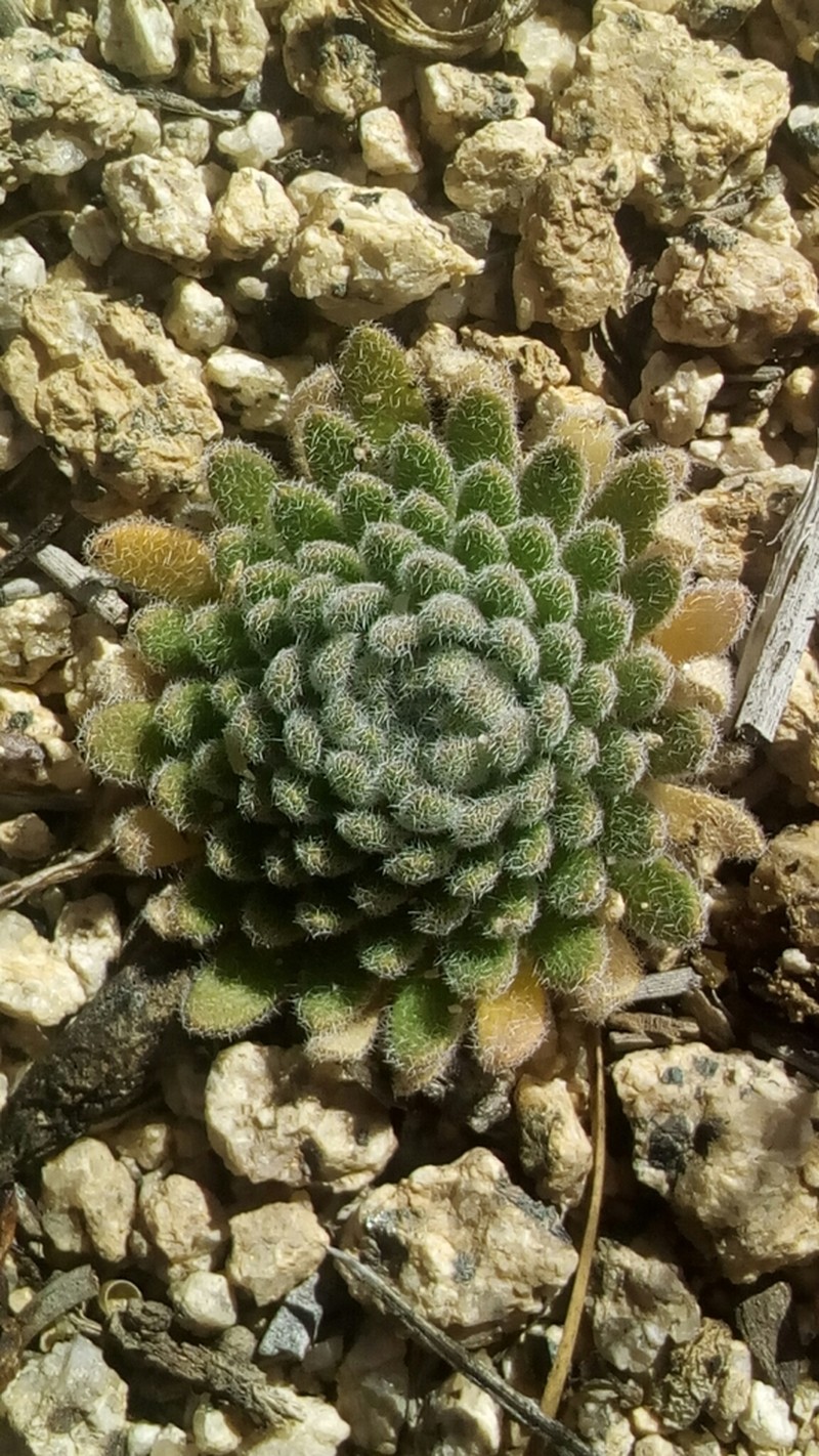 Southern California Draba photo 5