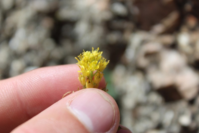 Southern California Draba photo 6