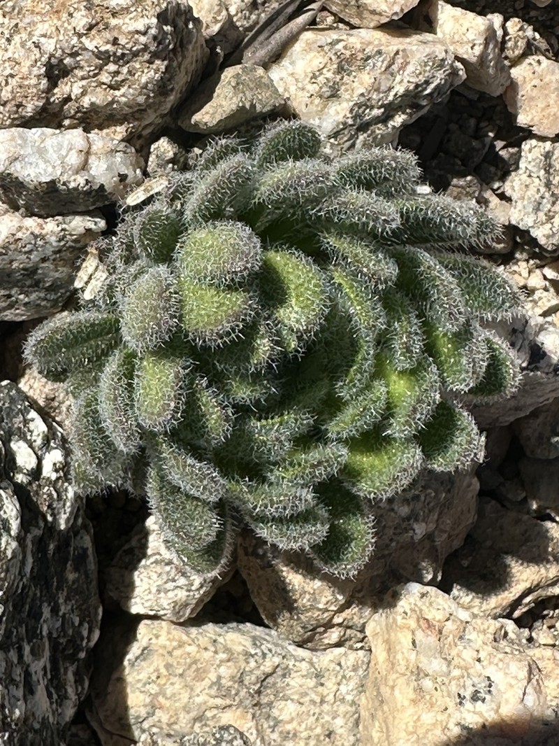 Southern California Draba photo 7