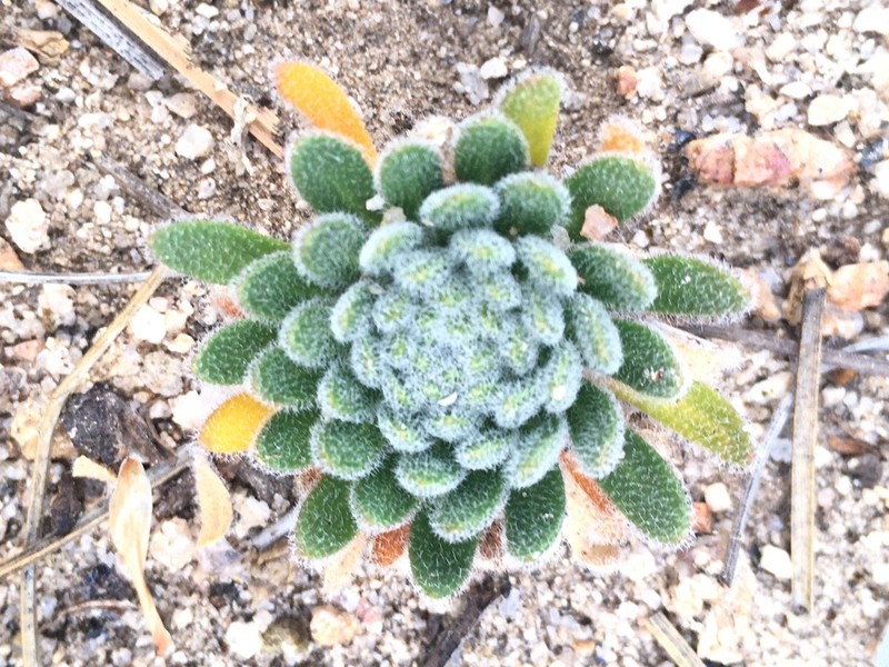Southern California Draba photo 8