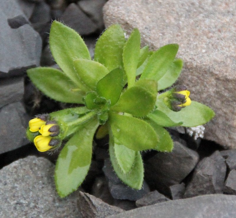 Flat-Top Draba