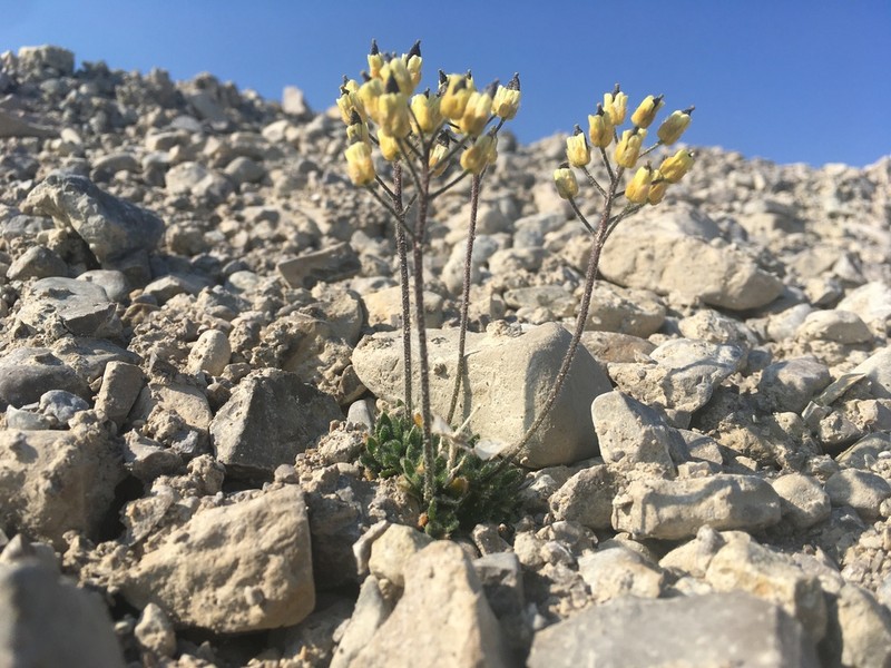 Flat-Top Draba