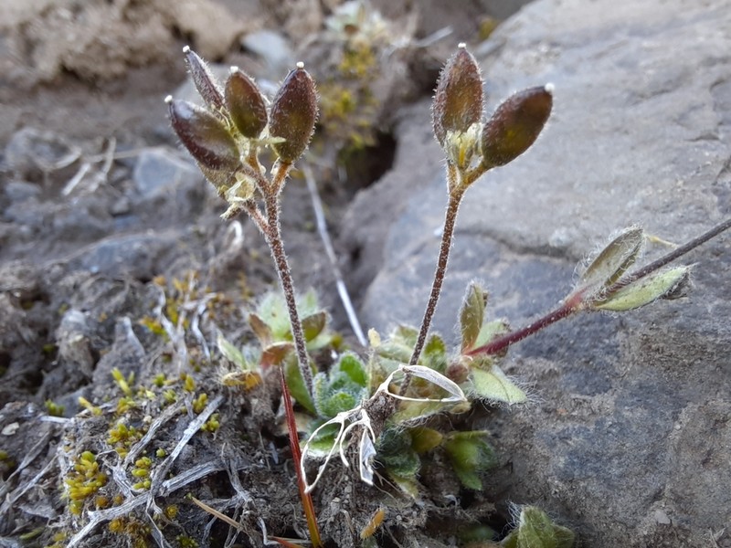 Flat-Top Draba photo 2