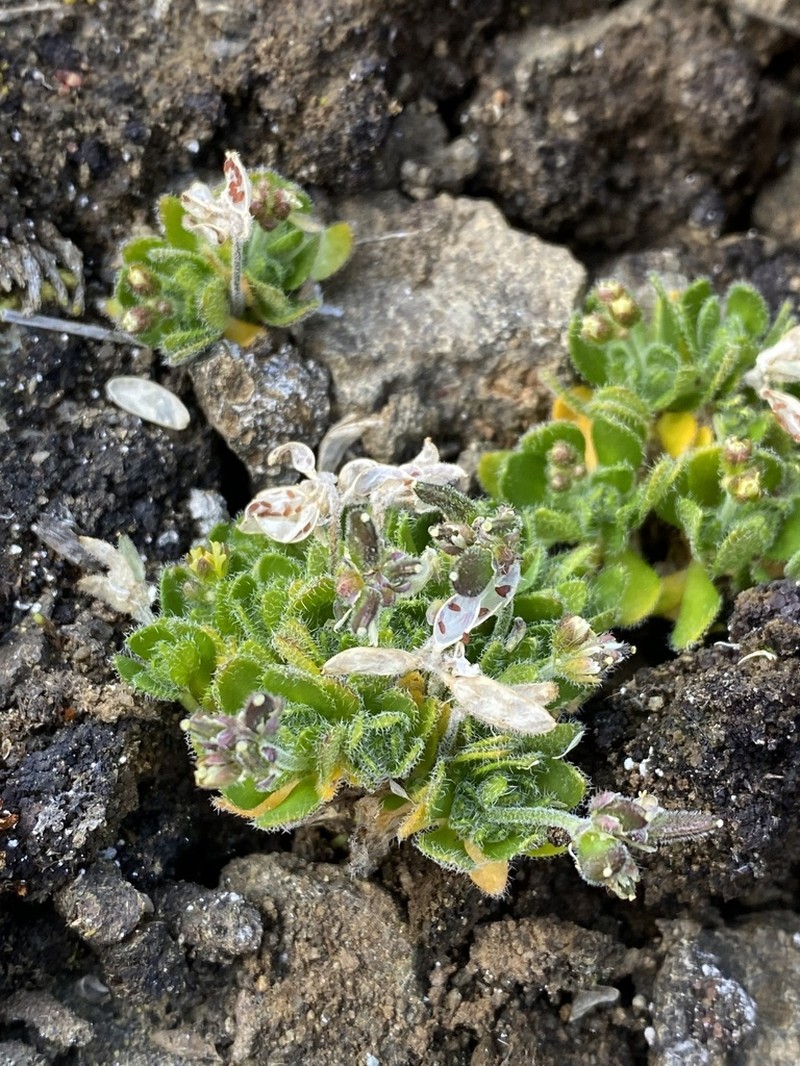 Flat-Top Draba photo 3
