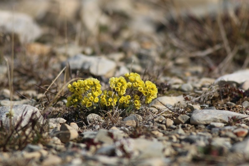 Flat-Top Draba photo 4