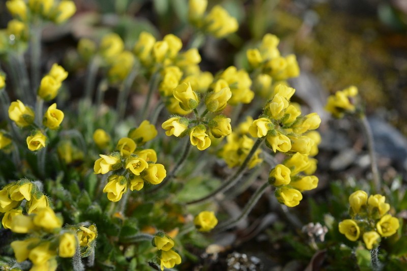 Flat-Top Draba photo 5