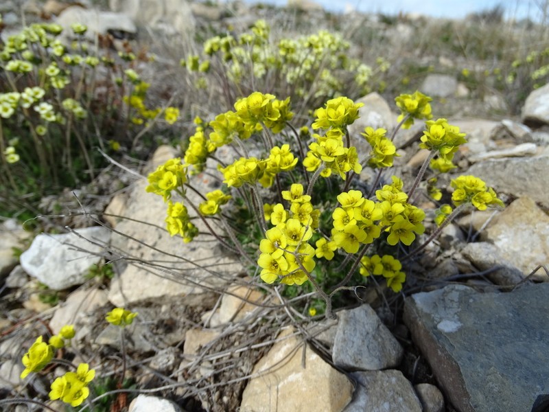 Flat-Top Draba photo 6