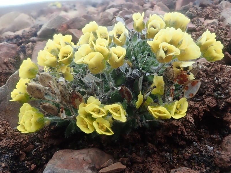 Flat-Top Draba photo 7
