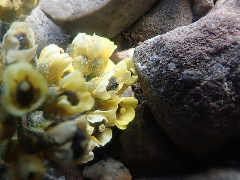 Flat-Top Draba photo 8