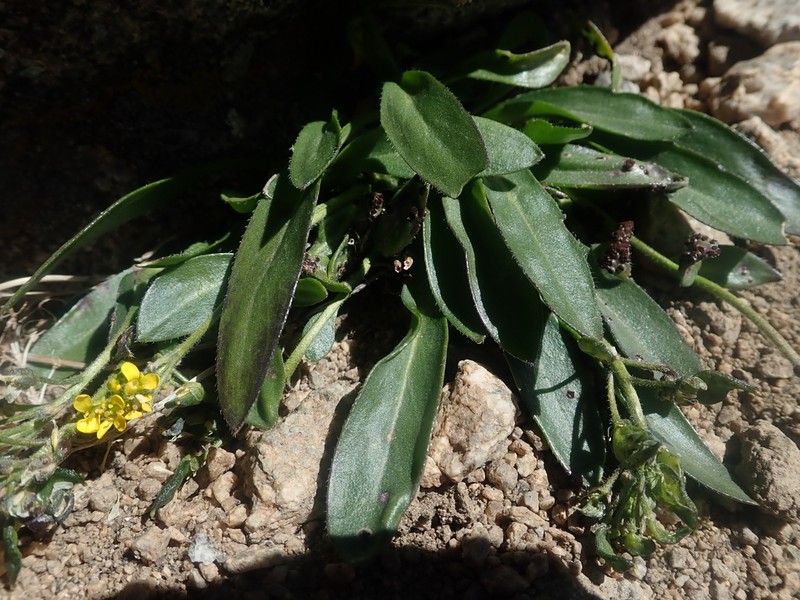 Thickleaf Draba