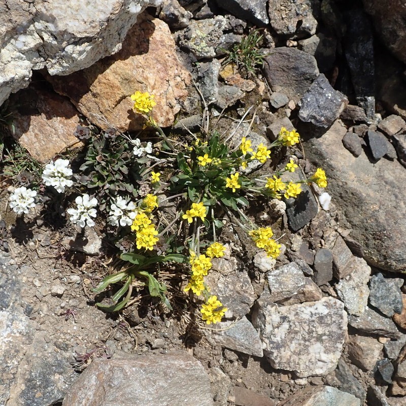 Thickleaf Draba photo 2