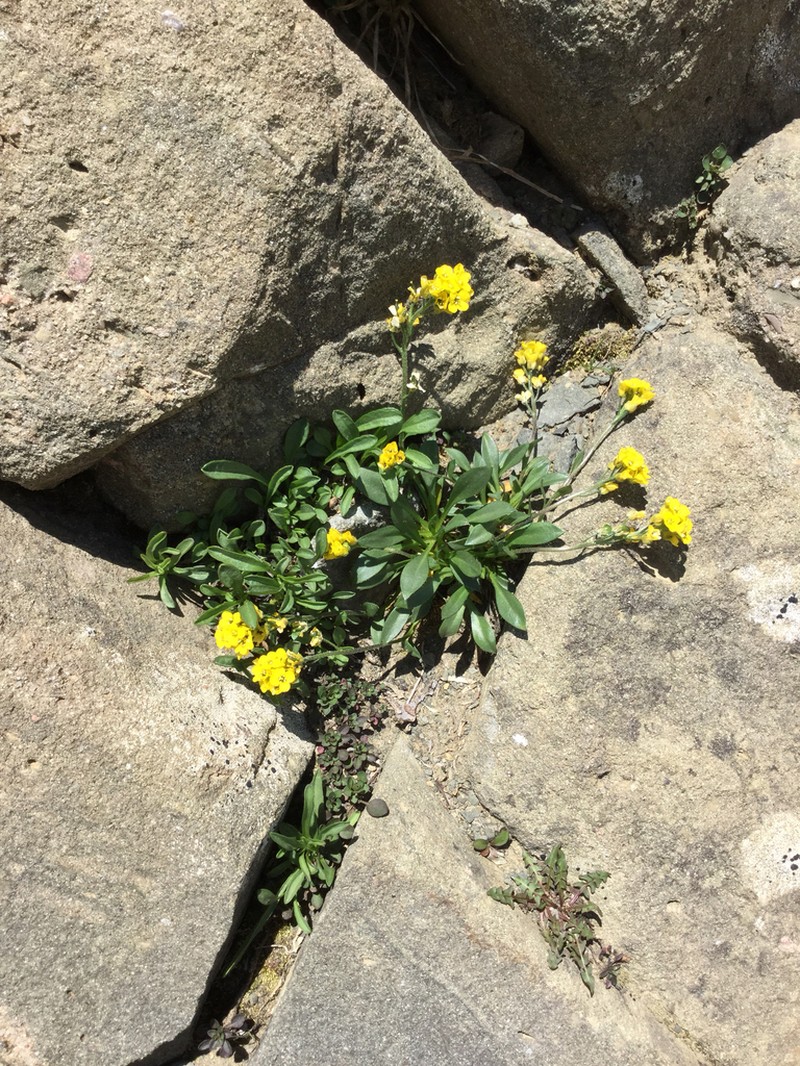 Thickleaf Draba photo 3