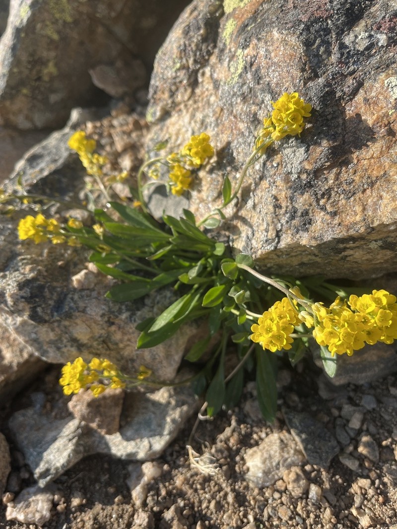 Thickleaf Draba photo 4