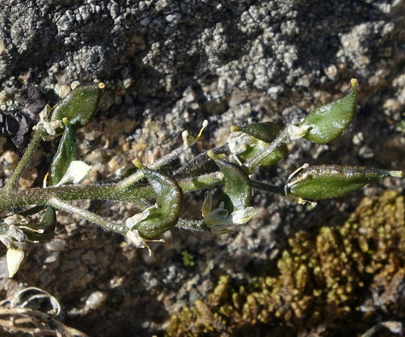 Thickleaf Draba photo 5