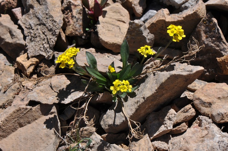 Thickleaf Draba photo 6
