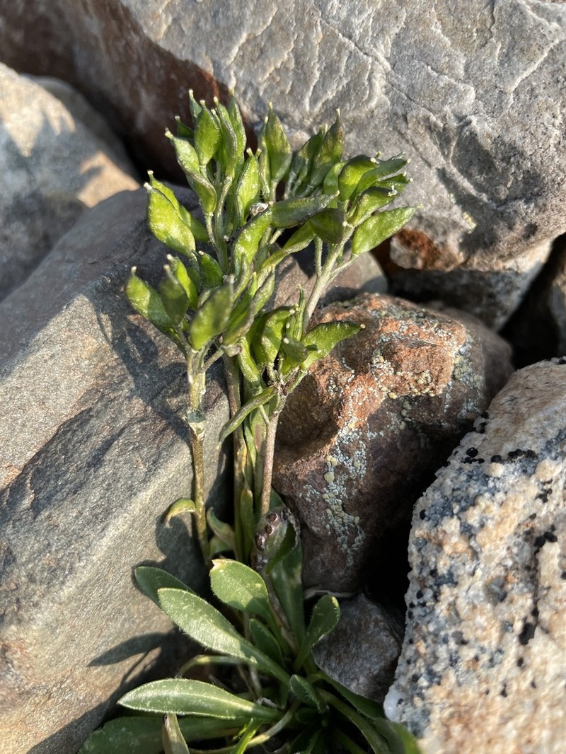 Thickleaf Draba photo 7