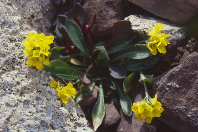 Thickleaf Draba photo 8