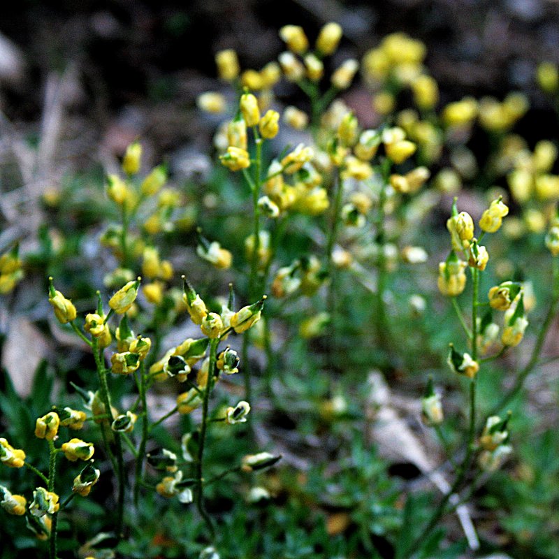 Snowbed Draba