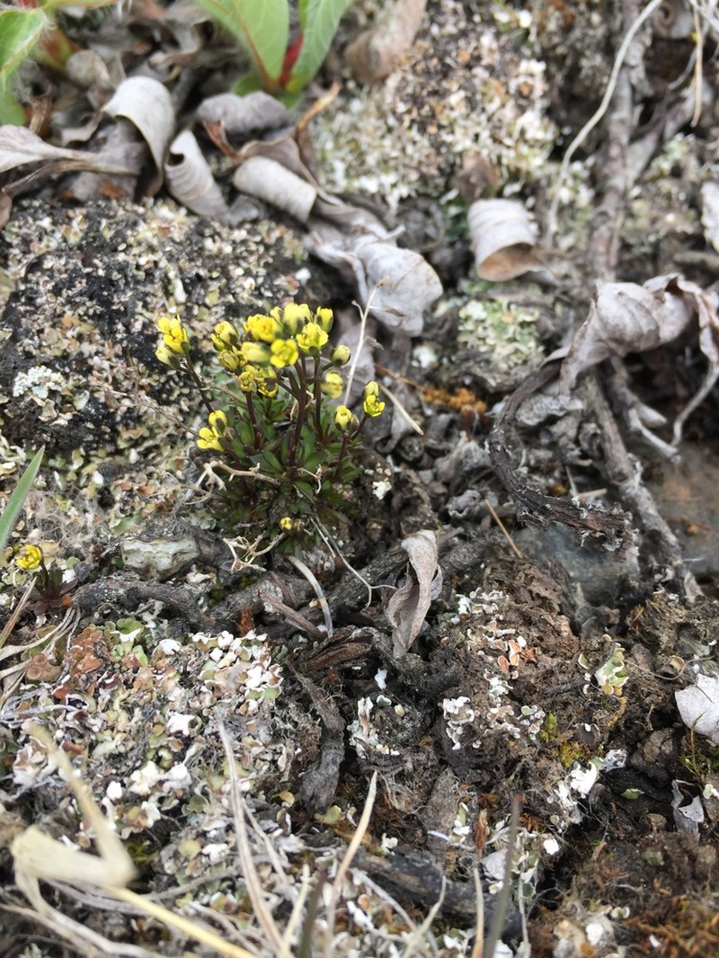 Snowbed Draba