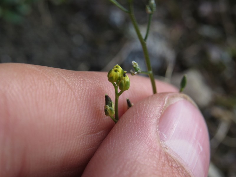 Snowbed Draba photo 2