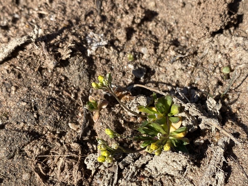 Snowbed Draba photo 3