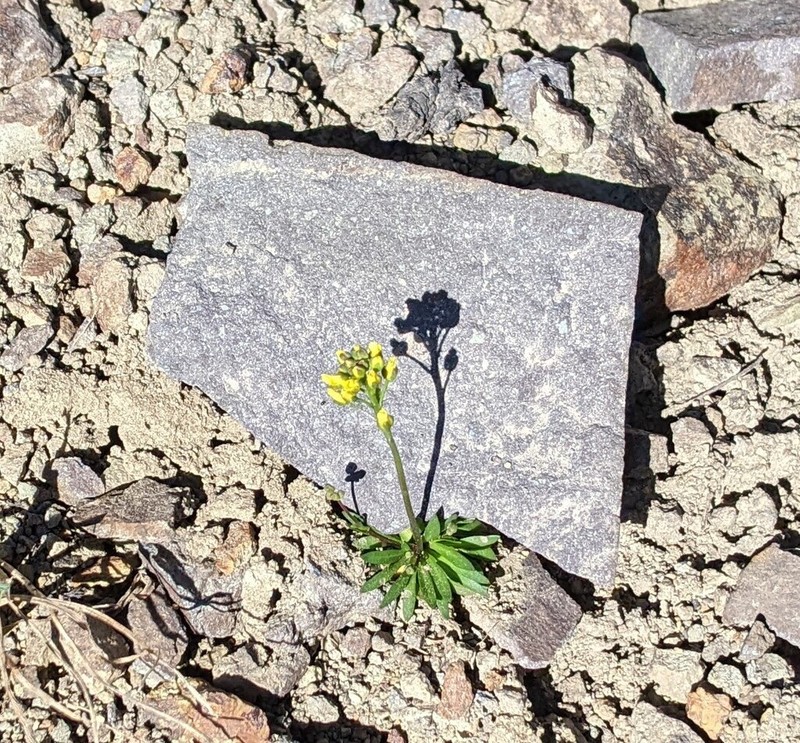 Snowbed Draba photo 4