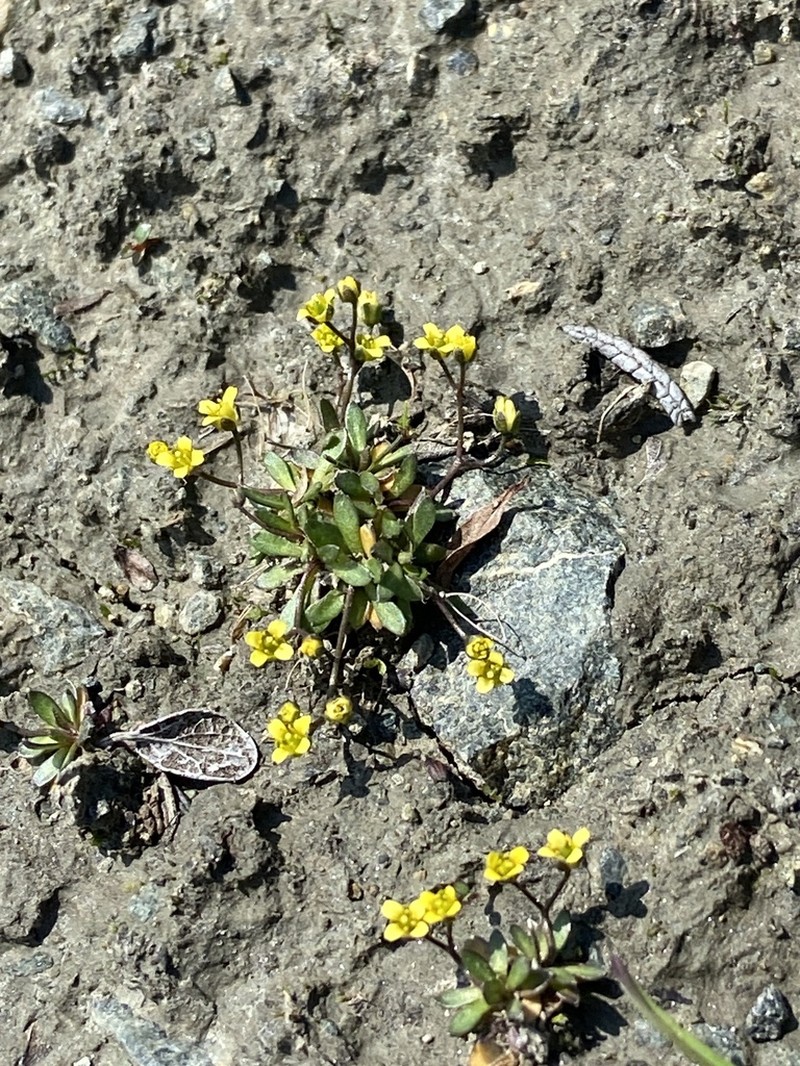 Snowbed Draba photo 6