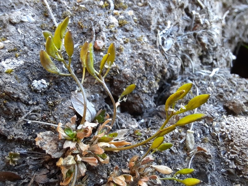 Snowbed Draba photo 7