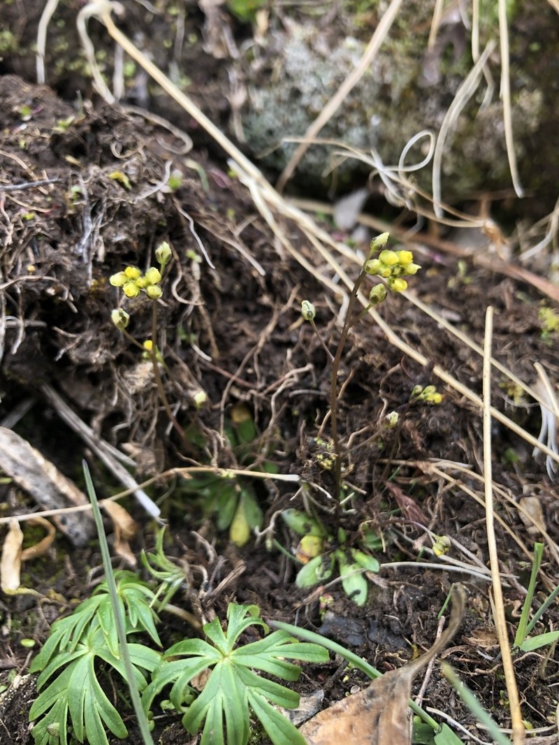 Snowbed Draba photo 8