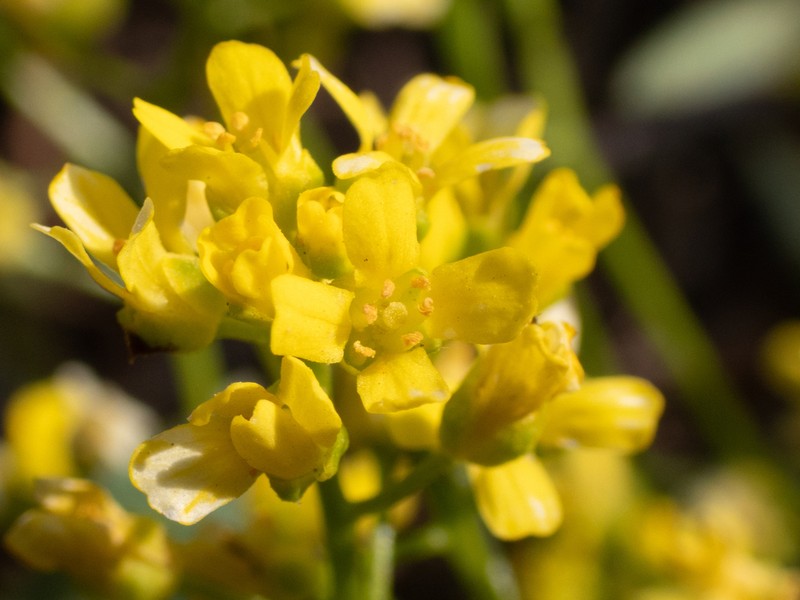 Mineral King Draba photo 3