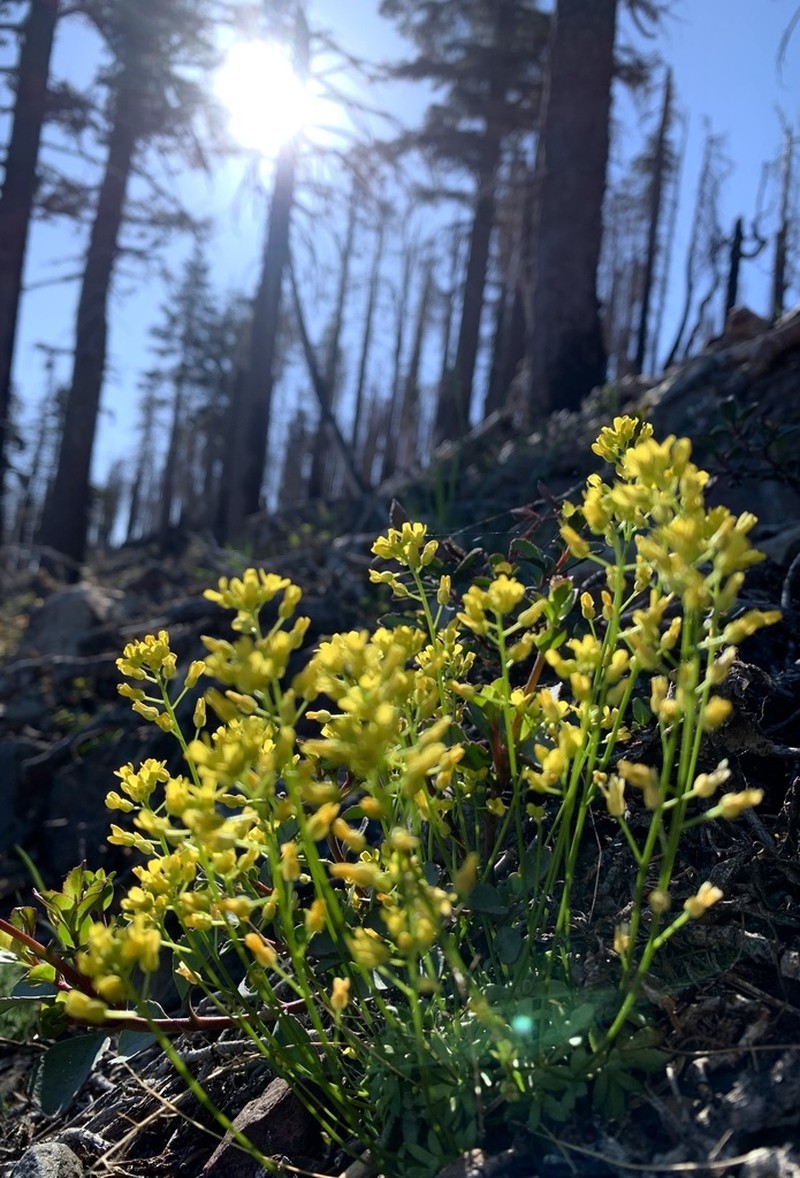 Mineral King Draba photo 4