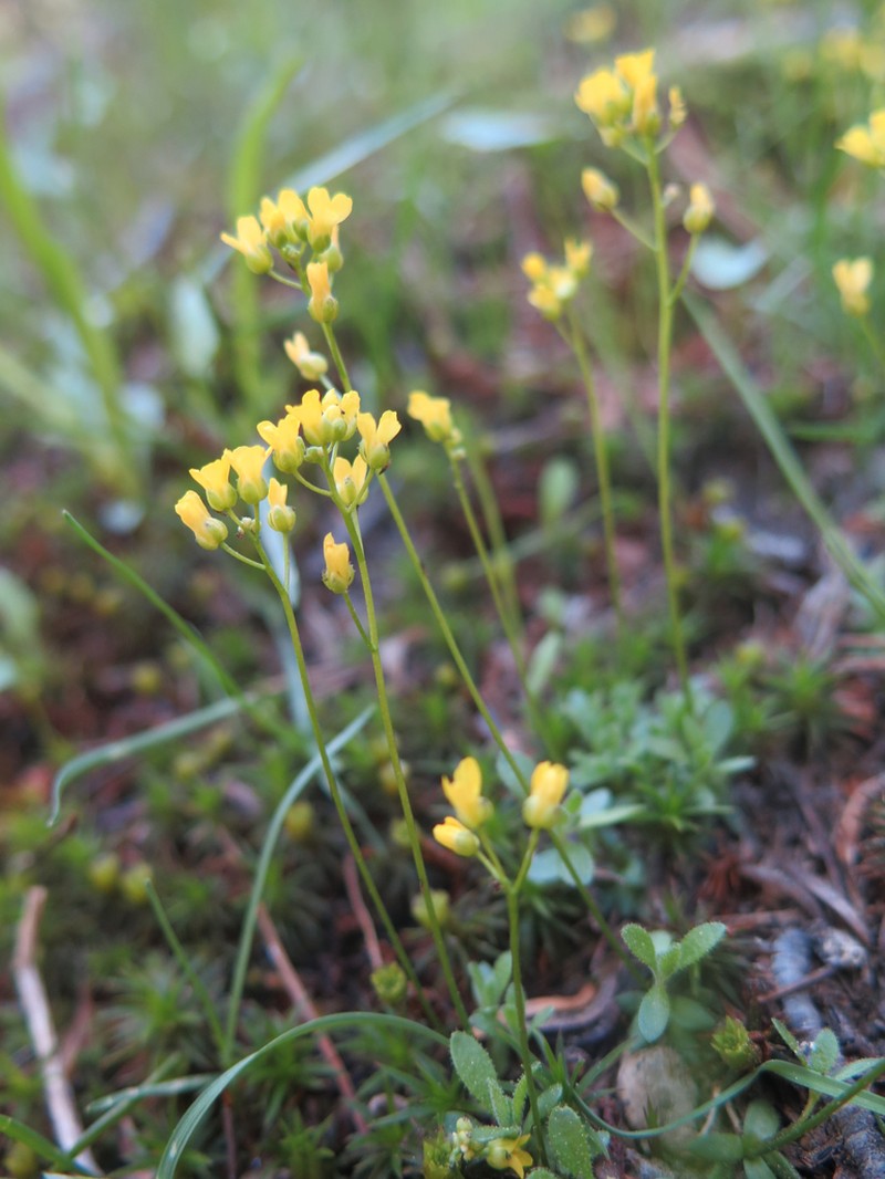 Mineral King Draba photo 5