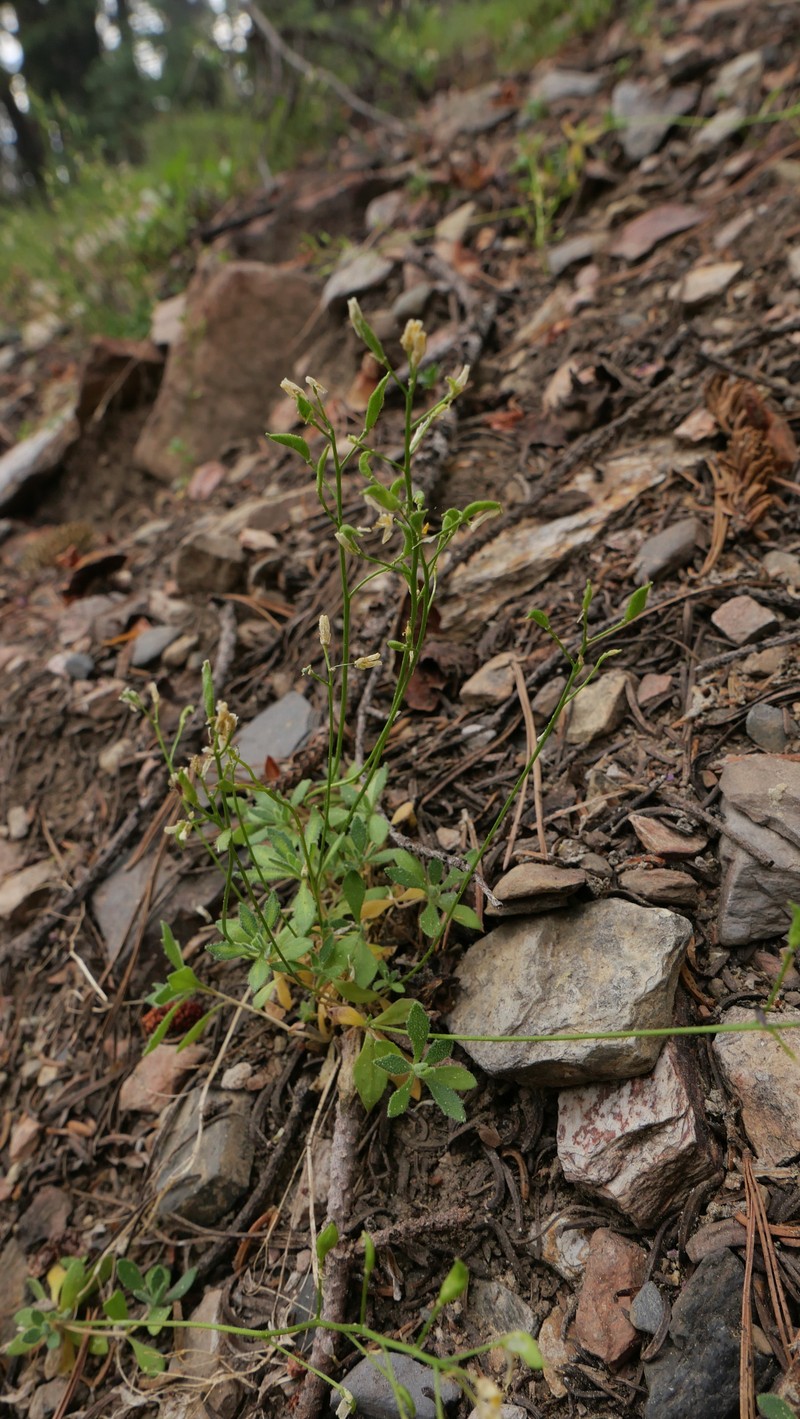 Mineral King Draba photo 7