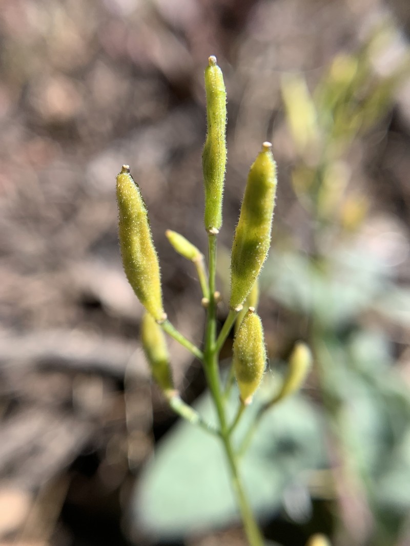 Mineral King Draba photo 8