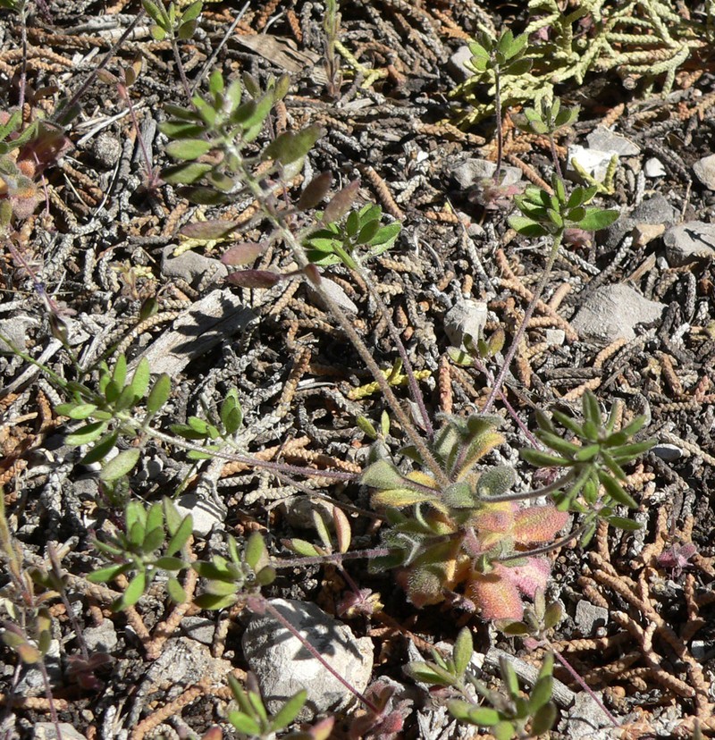 Wedgeleaf Draba photo 2