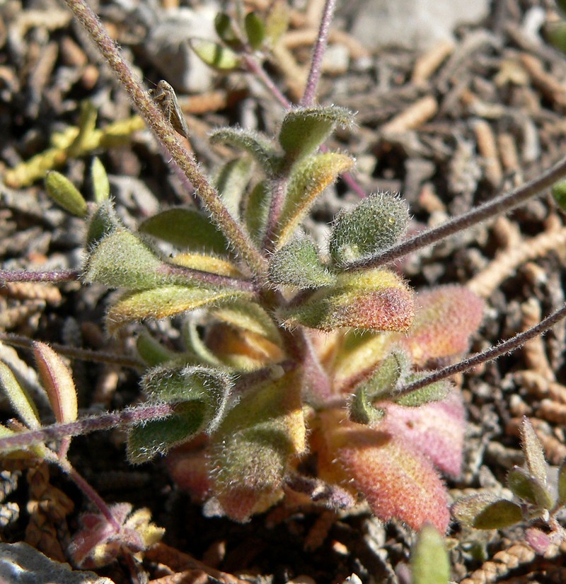 Wedgeleaf Draba photo 3