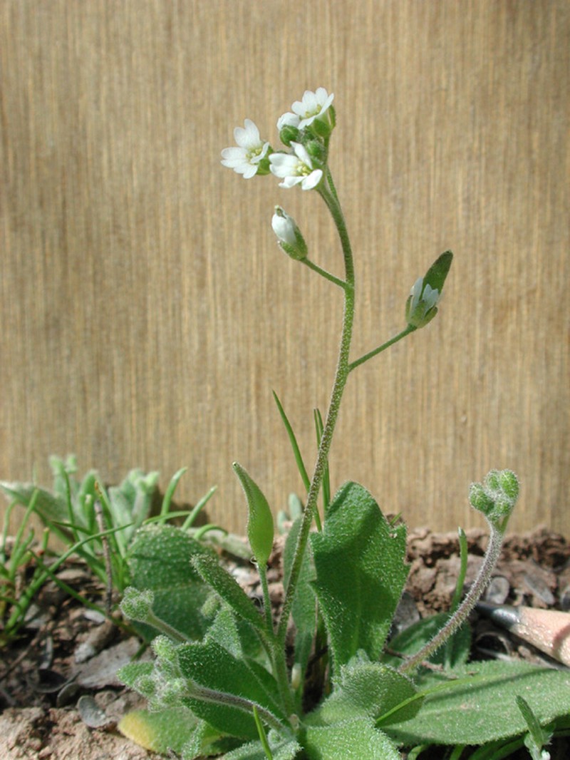 Wedgeleaf Draba photo 4