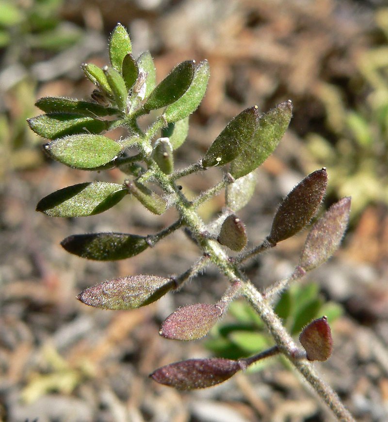 Wedgeleaf Draba photo 5