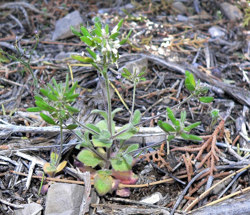Wedgeleaf Draba photo 6