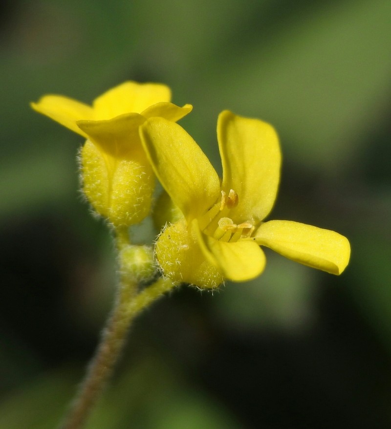 Cusick's Draba