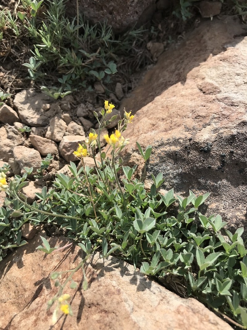 Cusick's Draba photo 2