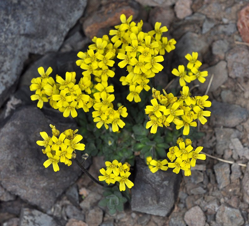 Cusick's Draba photo 3